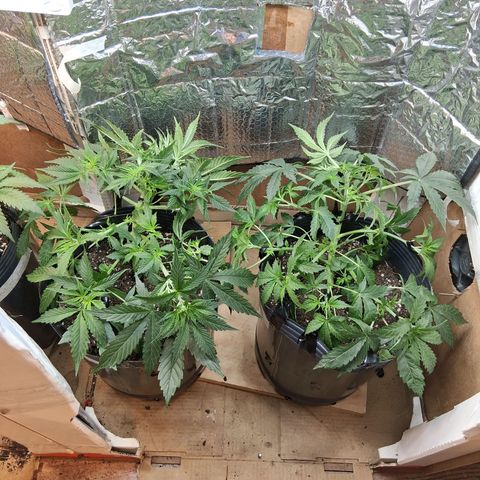 2 Auto Power Plant growlog photo: despues de la defoliacion y ajuste de lst