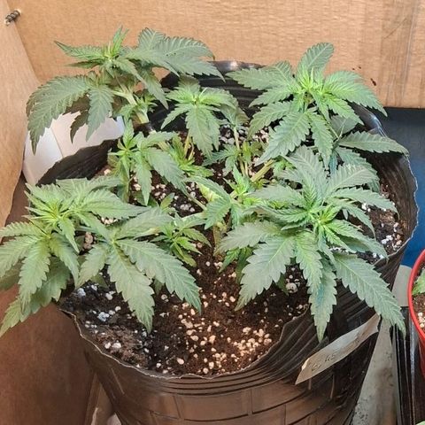 3 Critical Orange Punch growlog photo: despues del riego y mini defoliacion y ajuste de ramas
