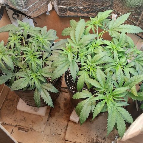 3 Critical Orange Punch growlog photo: despues del riego y mini defoliacion y ajuste de ramas