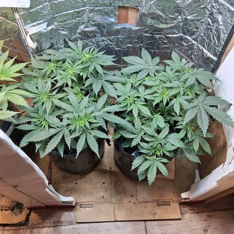 2 Auto Power Plant growlog timeline photo