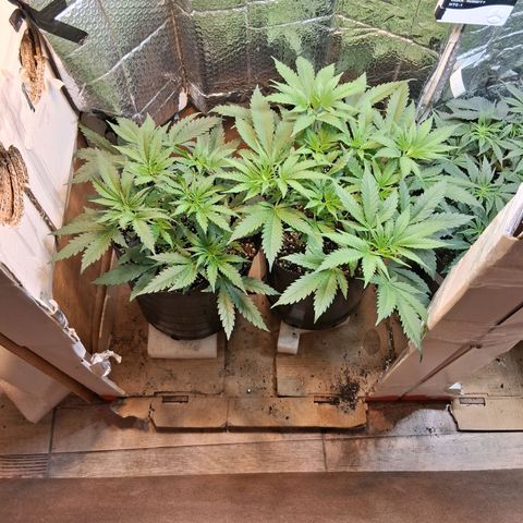 3 Critical Orange Punch growlog timeline photo