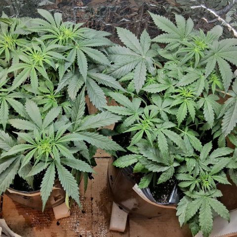 2 Auto Power Plant growlog timeline photo
