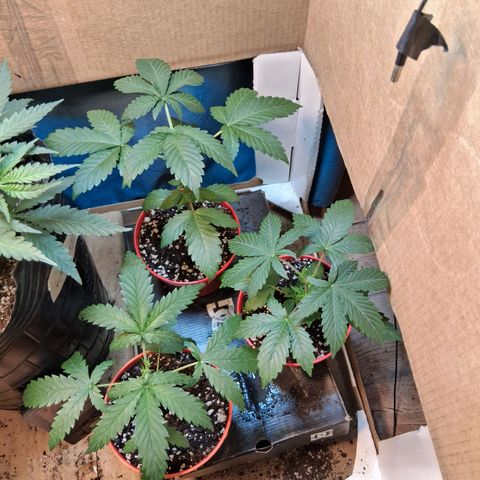 2 Egypto Indian seeds growlog timeline photo