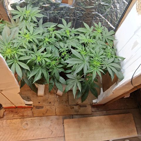 2 Auto Power Plant growlog photo: rotacion desp del riego con shanti