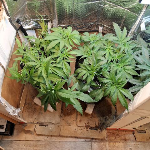 3 Critical Orange Punch growlog photo: alguna defoliacion y ajuste del lst desp del shanti