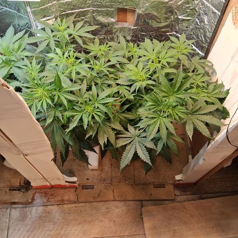 2 Auto Power Plant growlog timeline photo