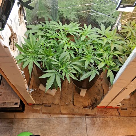 3 Critical Orange Punch growlog timeline photo