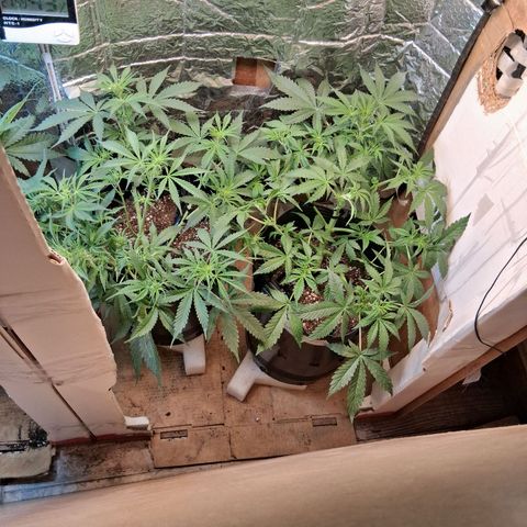 2 Auto Power Plant growlog timeline photo