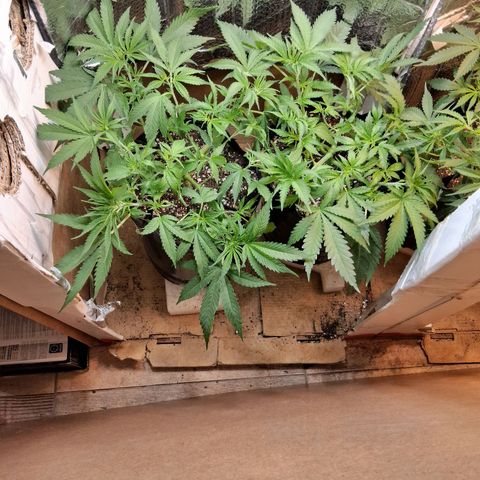 3 Critical Orange Punch growlog timeline photo