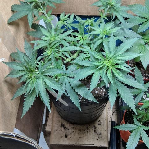 3 Critical Orange Punch growlog timeline photo