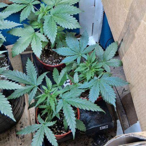 2 Egypto Indian seeds growlog timeline photo