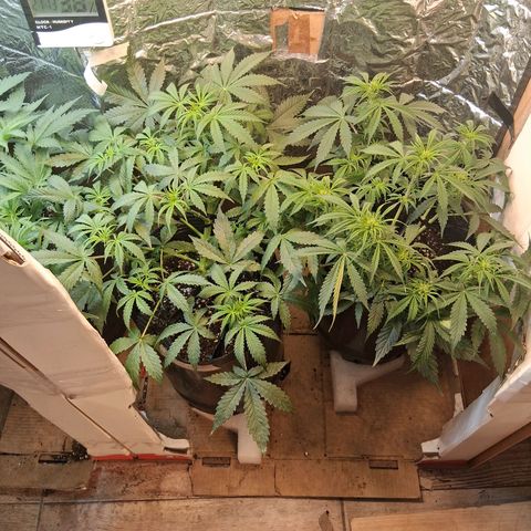2 Auto Power Plant growlog timeline photo