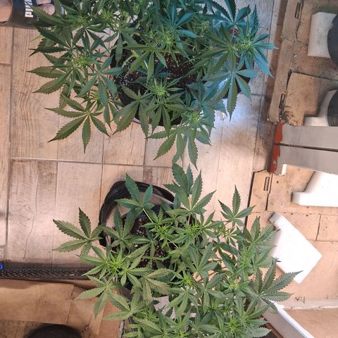 2 Auto Power Plant growlog timeline photo