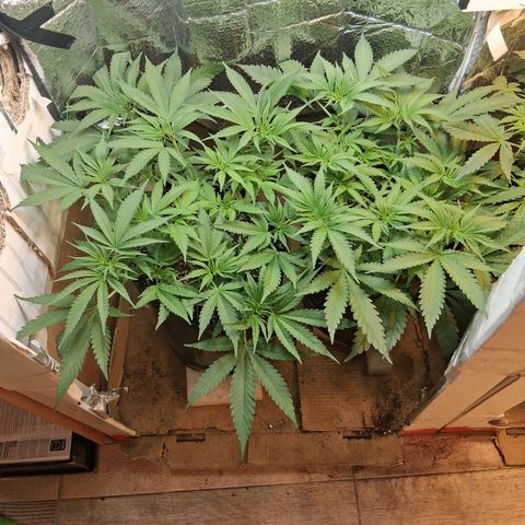 3 Critical Orange Punch growlog timeline photo