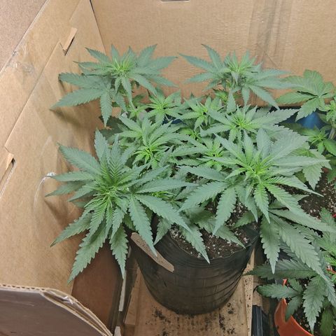 3 Critical Orange Punch growlog timeline photo