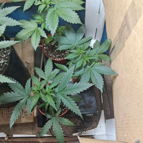 2 Egypto Indian seeds growlog timeline photo