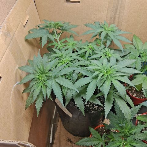 3 Critical Orange Punch growlog timeline photo