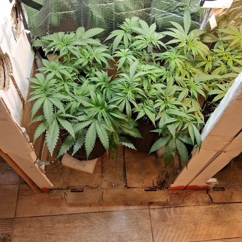 3 Critical Orange Punch growlog timeline photo