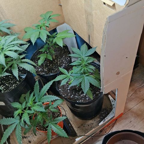 2 Egypto Indian seeds growlog timeline photo