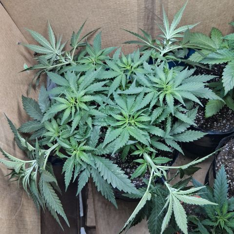 3 Critical Orange Punch growlog timeline photo