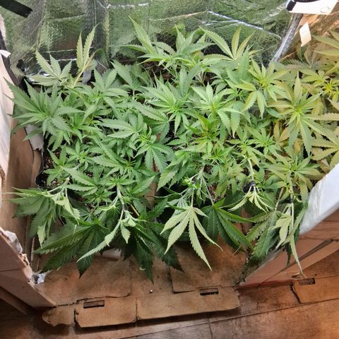 3 Critical Orange Punch growlog timeline photo