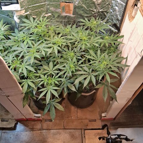 2 Auto Power Plant growlog timeline photo