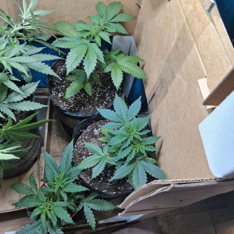 2 Egypto Indian seeds growlog timeline photo