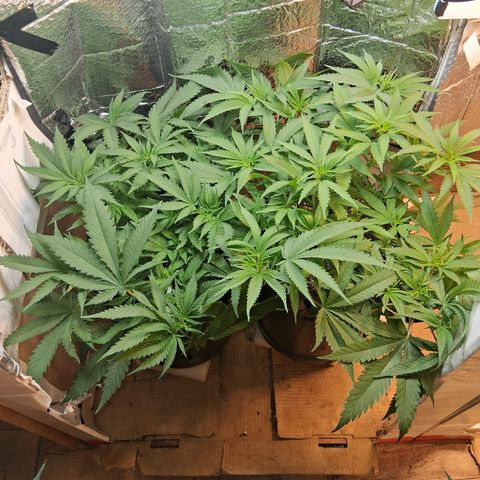 3 Critical Orange Punch growlog timeline photo