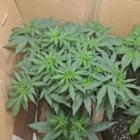 3 Critical Orange Punch growlog timeline photo