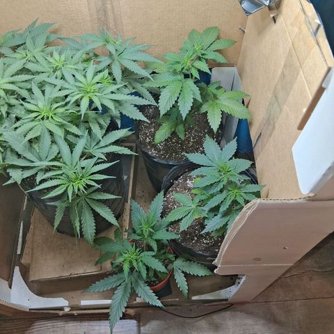 2 Egypto Indian seeds growlog timeline photo