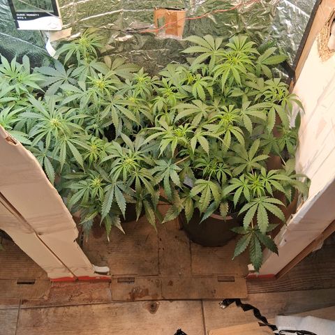 2 Auto Power Plant growlog timeline photo