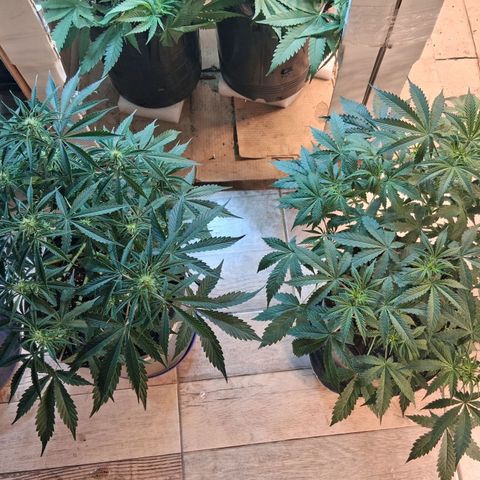2 Auto Power Plant growlog timeline photo