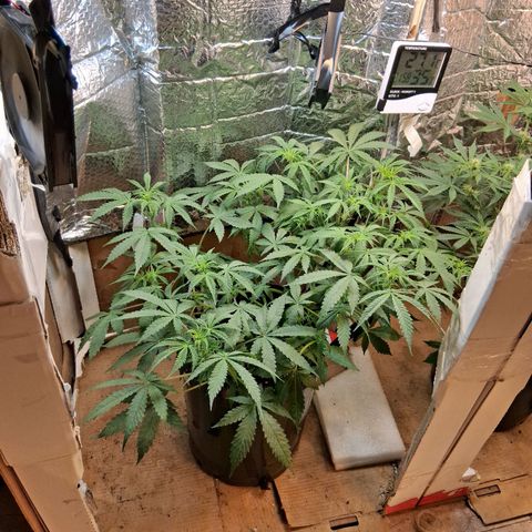 2 Auto Power Plant growlog timeline photo
