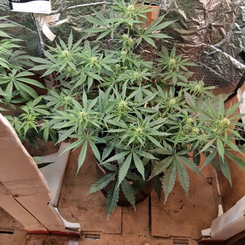 2 Auto Power Plant growlog timeline photo