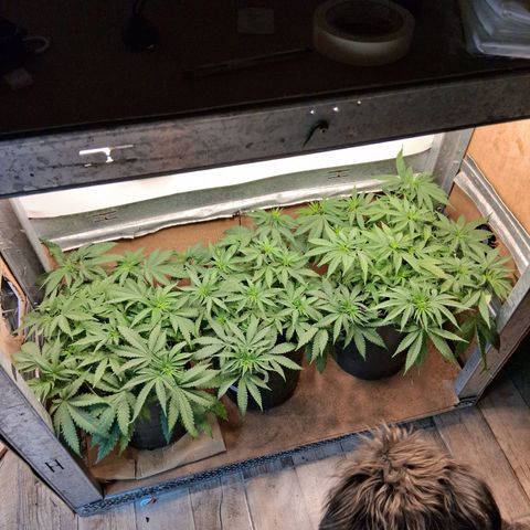 3 Critical Orange Punch growlog timeline photo