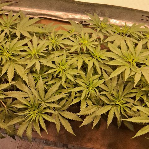 3 Critical Orange Punch growlog timeline photo