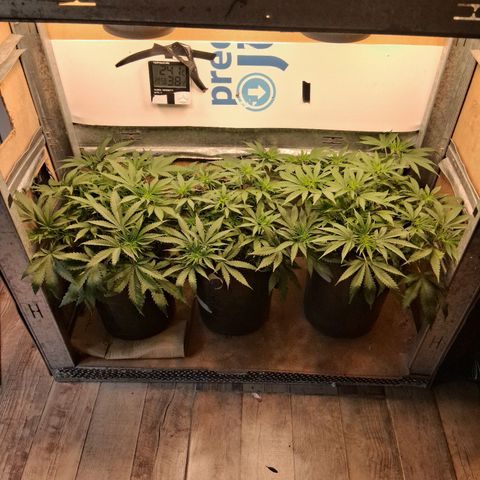 3 Critical Orange Punch growlog timeline photo