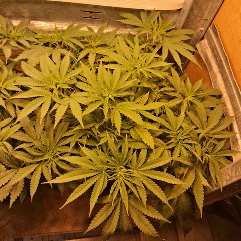 3 Critical Orange Punch growlog timeline photo