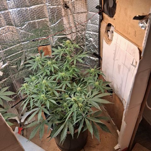 2 Auto Power Plant growlog timeline photo