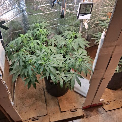 2 Auto Power Plant growlog timeline photo