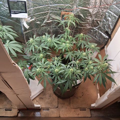 2 Auto Power Plant growlog timeline photo