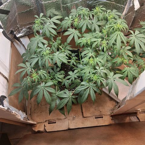 2 Auto Power Plant growlog timeline photo
