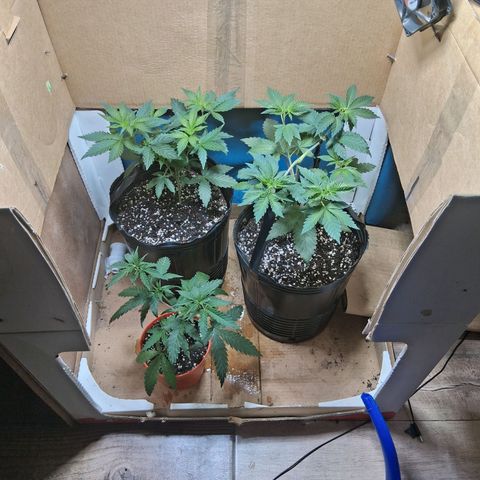 2 Egypto Indian seeds growlog timeline photo