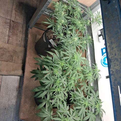 2 Auto Power Plant growlog timeline photo