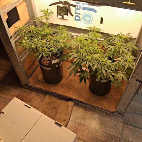 2 Auto Power Plant growlog timeline photo