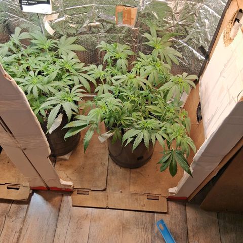 3 Critical Orange Punch growlog timeline photo