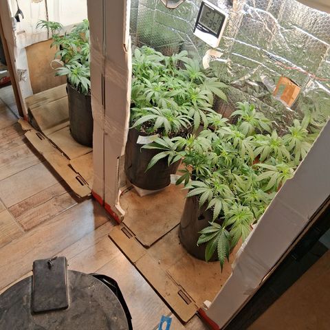 3 Critical Orange Punch growlog timeline photo