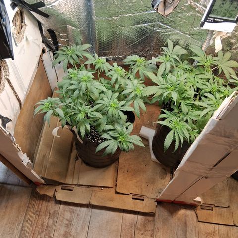 3 Critical Orange Punch growlog timeline photo