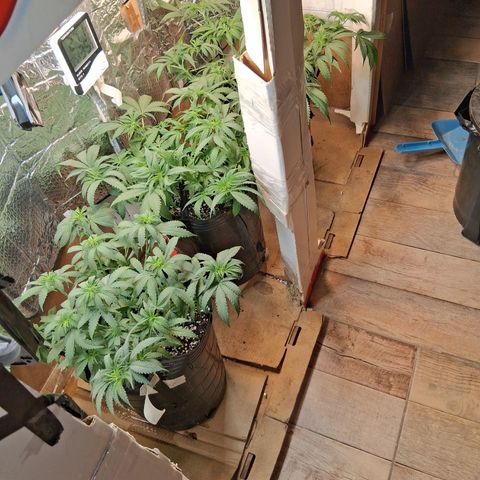 3 Critical Orange Punch growlog timeline photo