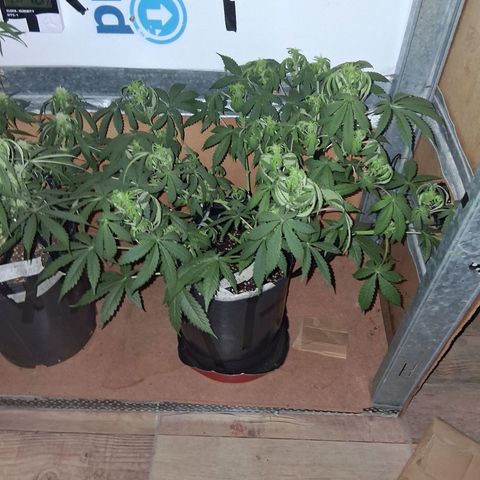 2 Auto Power Plant growlog photo: power plant 2 resulto la mas grande a ver si levantan venian cortas de nutrie tes al parecer